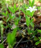 Moehringia lateriflora