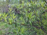 Salix phylicifolia