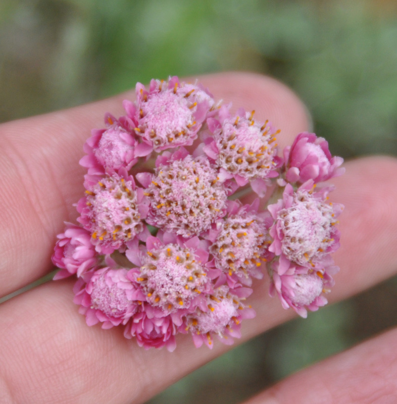 Изображение особи Antennaria dioica.