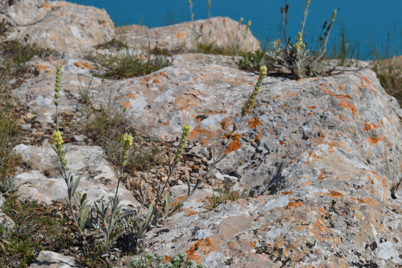 Image of Sideritis taurica specimen.