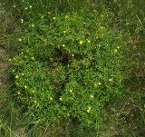 Potentilla erecta