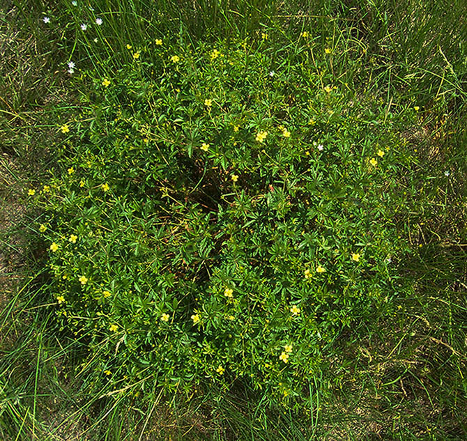 Изображение особи Potentilla erecta.