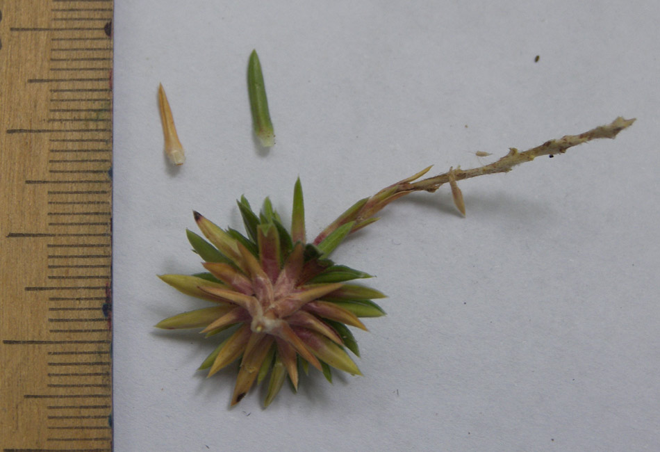 Image of Saxifraga juniperifolia specimen.