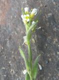 Draba stylaris. Верхушка побега с цветками и недозрелыми плодами. Кабардино-Балкария, Зольский р-н, долина Джилы-Су. 27.07.2012.