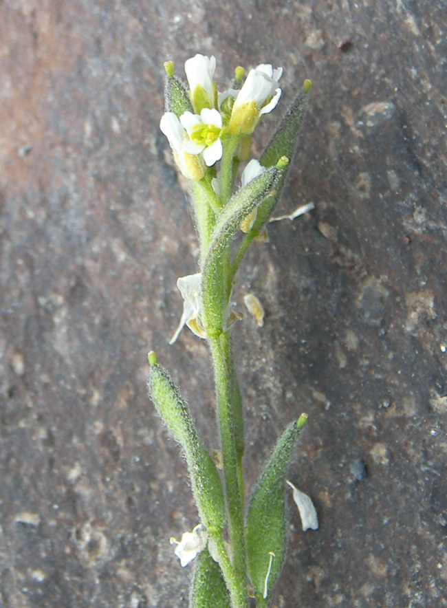 Изображение особи Draba stylaris.