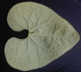 Aristolochia clematitis. Лист (вид на нижнюю поверхность). Луганская обл., Краснодонский р-н, меловые холмы возле пгт Новосветловка. 27.06.2012.