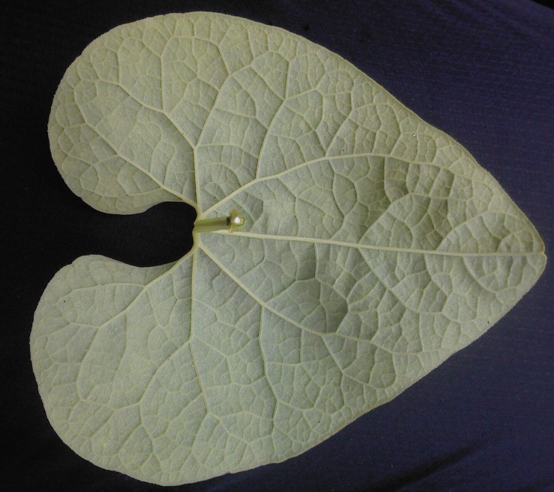 Image of Aristolochia clematitis specimen.