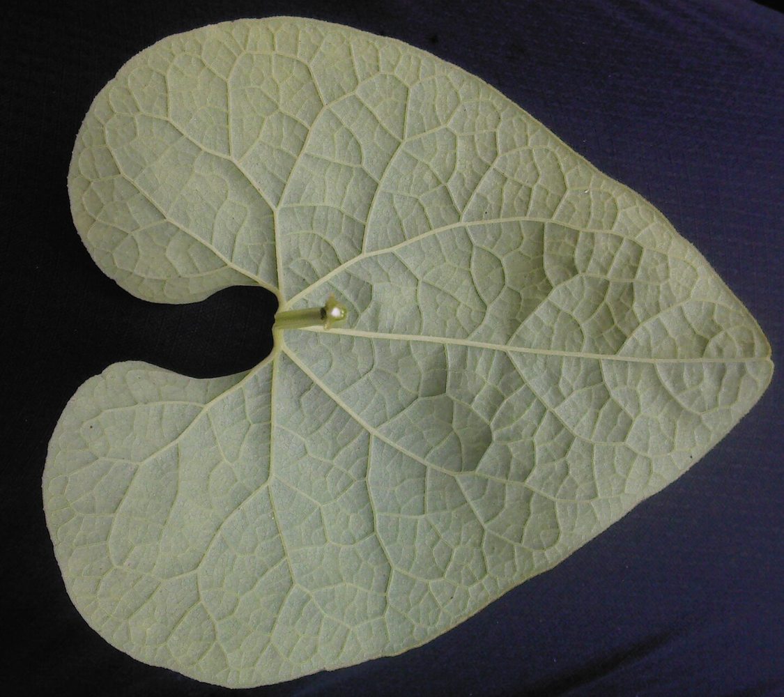 Изображение особи Aristolochia clematitis.