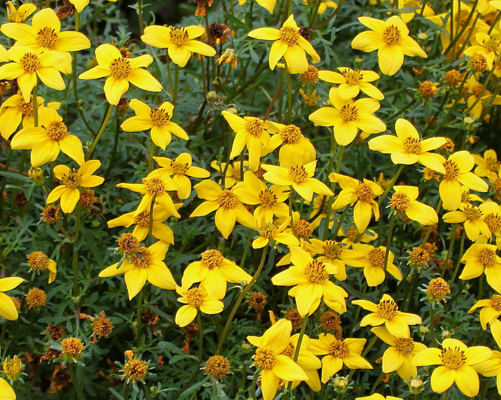 Изображение особи Bidens aurea.