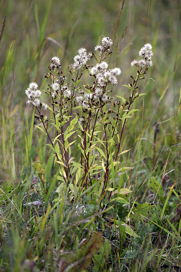 Image of Erigeron acris specimen.