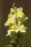 Linaria vulgaris