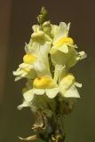 Linaria vulgaris. Соцветие. Карельский перешеек, окр. Сертолово. 23.07.2009.