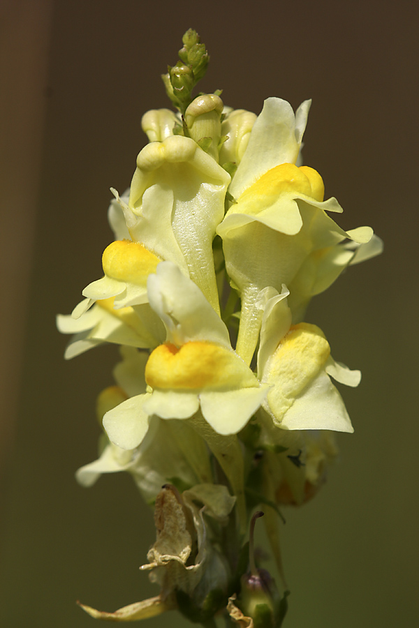 Изображение особи Linaria vulgaris.