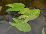 Sagittaria natans. Листья. Приморский край, Спасский р-н, окр. с. Хвалынка. 31.08.2012.