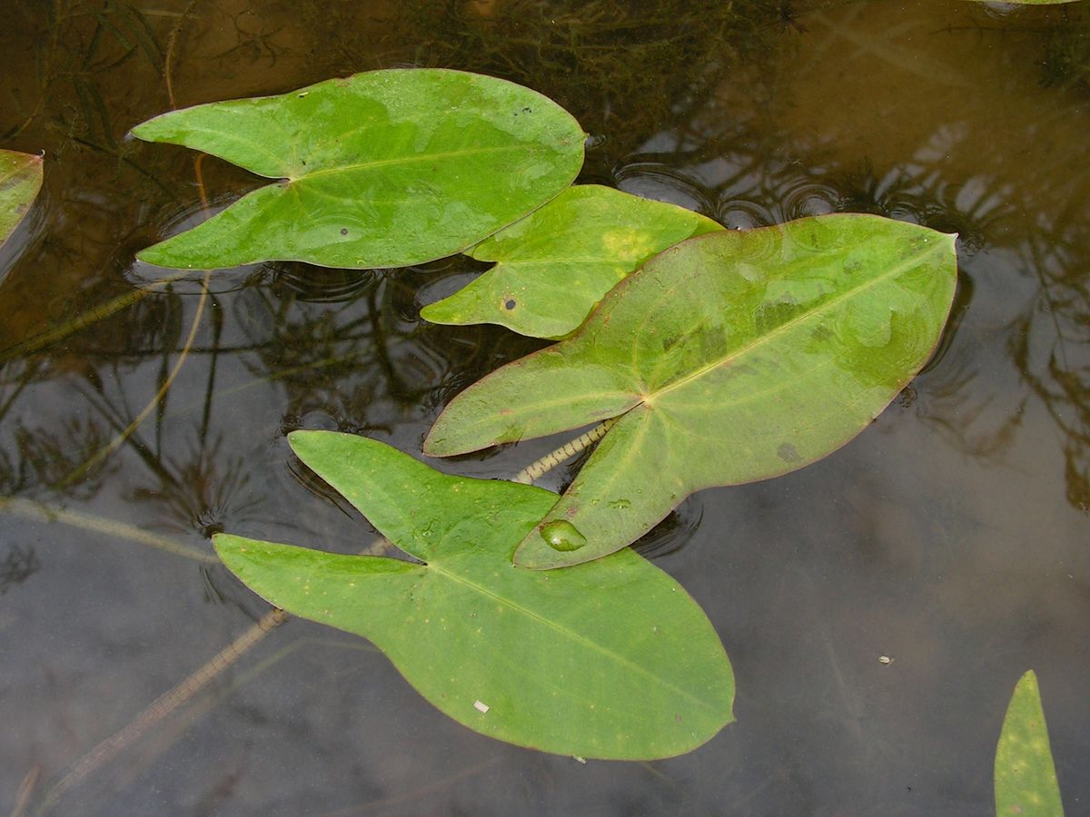 Изображение особи Sagittaria natans.