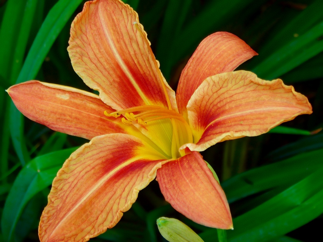Image of Hemerocallis &times; hybrida specimen.