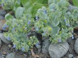 Mertensia maritima. Верхушки побегов с соцветиями и соплодиями. Приморье, окр. пос. Терней, Малая бухта, галечный пляж. 03.08.2012.