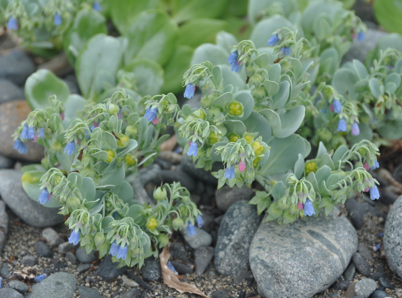 Изображение особи Mertensia maritima.