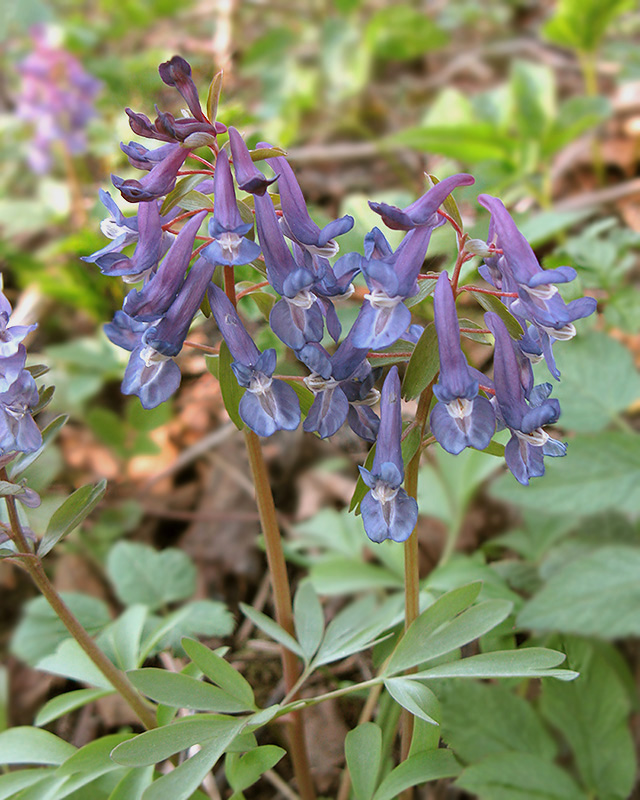 Изображение особи Corydalis solida.