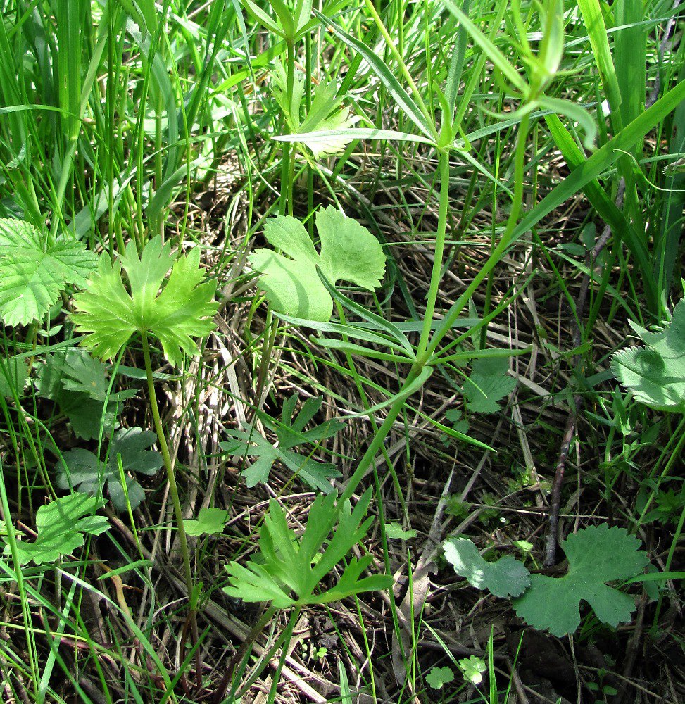 Изображение особи Ranunculus auricomus.