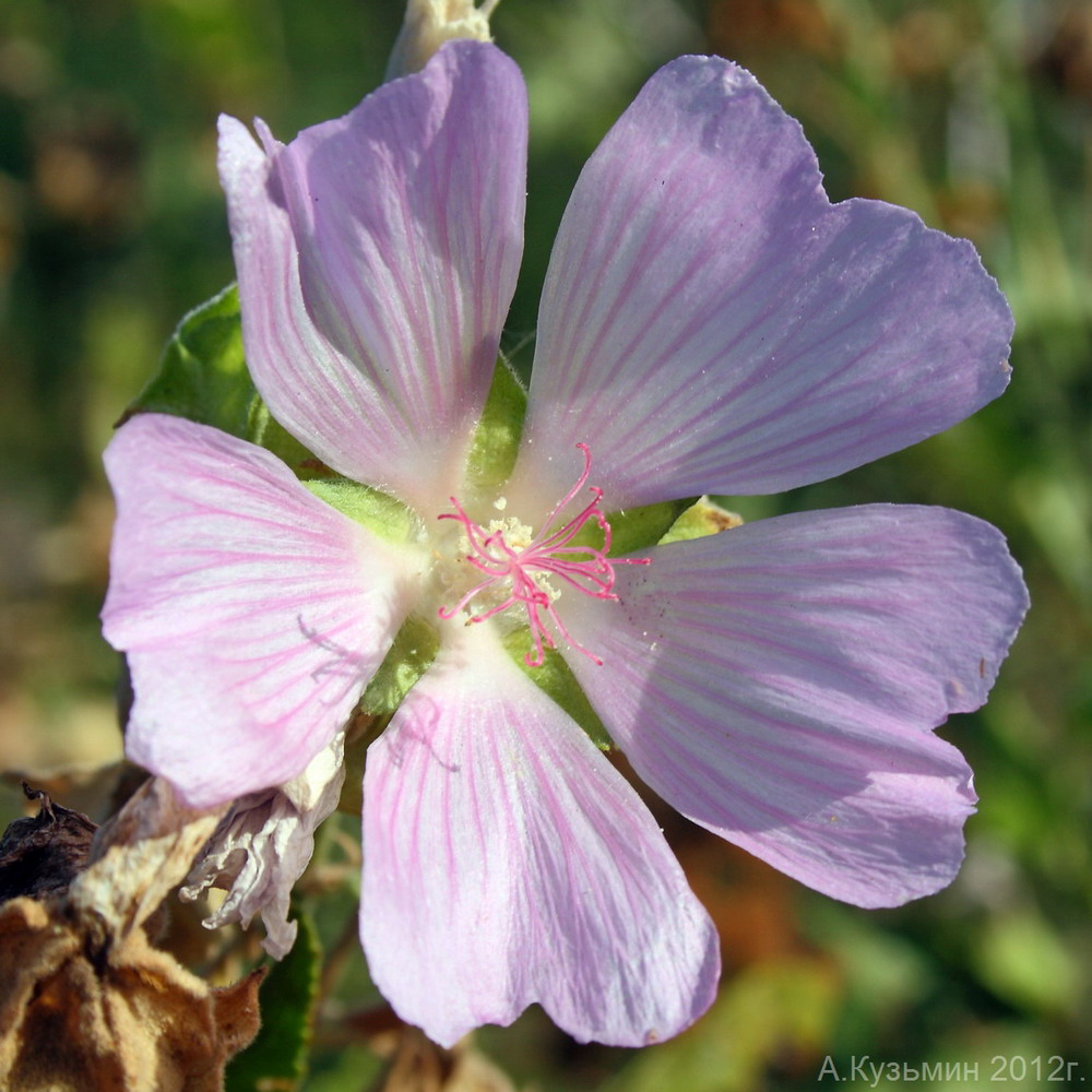 Image of Malva thuringiaca specimen.