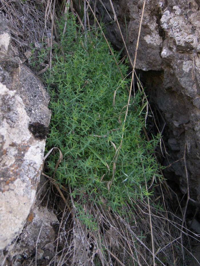 Image of Crucianella gilanica specimen.