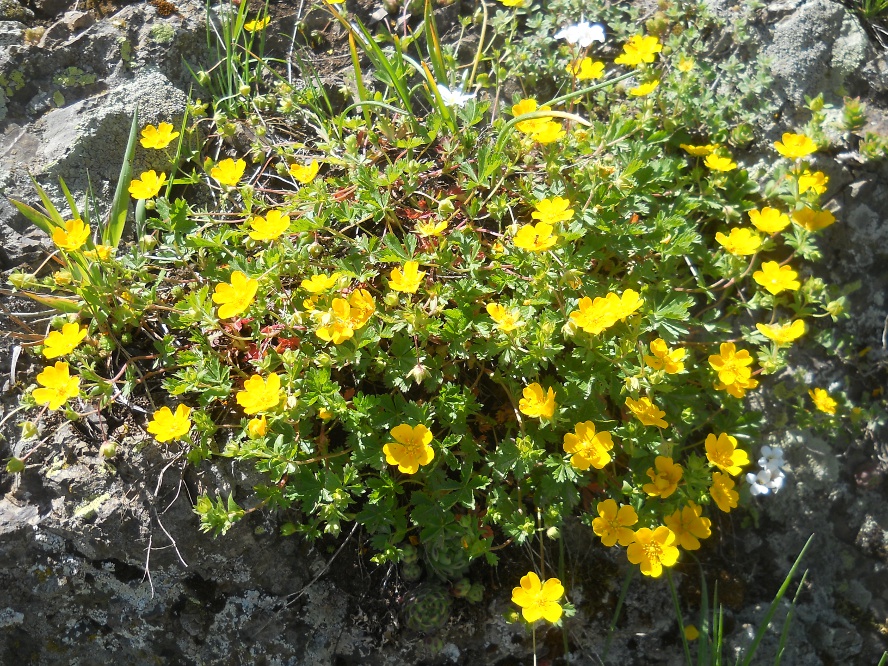 Изображение особи Potentilla crantzii.