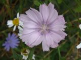 Cichorium intybus. Соцветие (розовоцветковая форма). Украина, Запорожская обл., Запорожский р-н, посадка возле трассы на Днепропетровск. 13.07.2009.