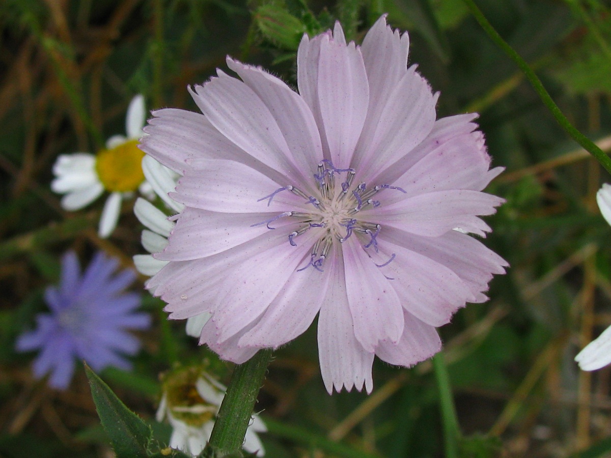 Image of Cichorium intybus specimen.