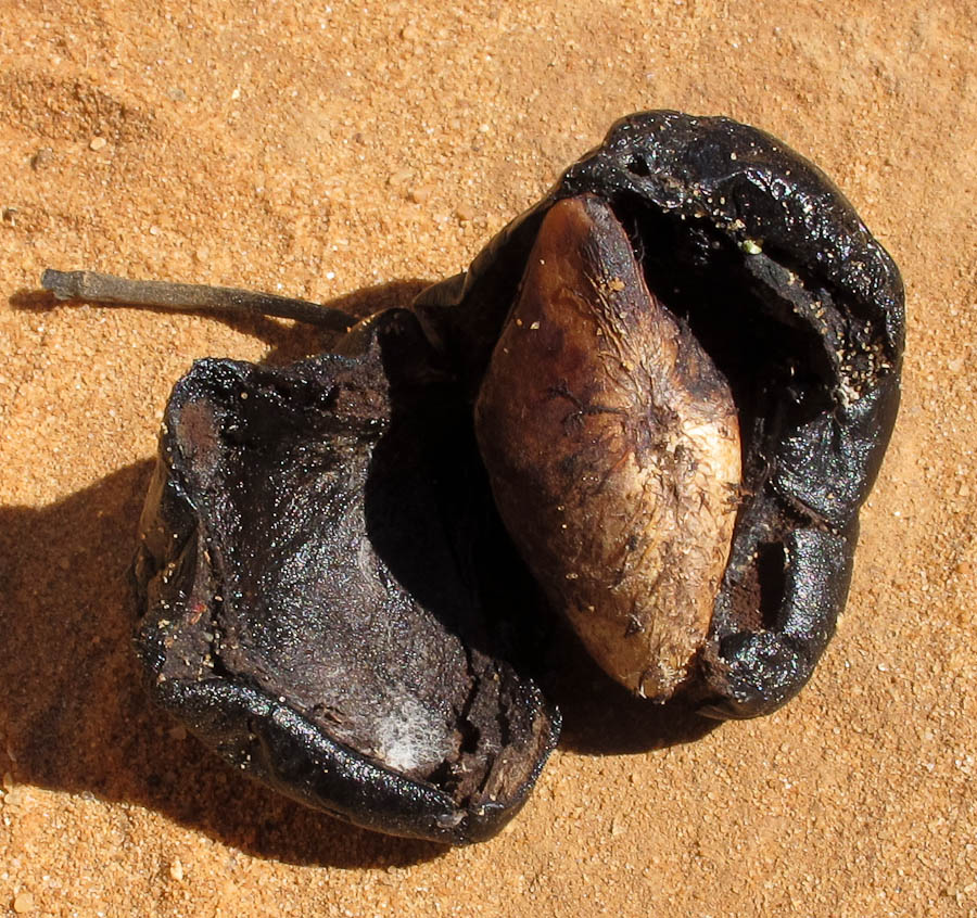 Image of Thevetia peruviana specimen.