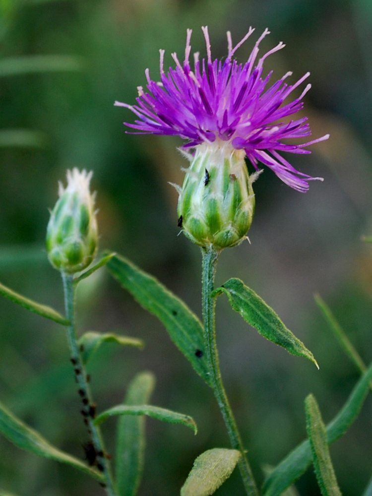 Image of Acroptilon repens specimen.