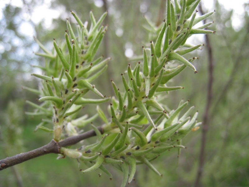Изображение особи Salix cinerea.