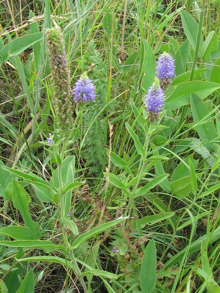 Image of Veronica barrelieri specimen.