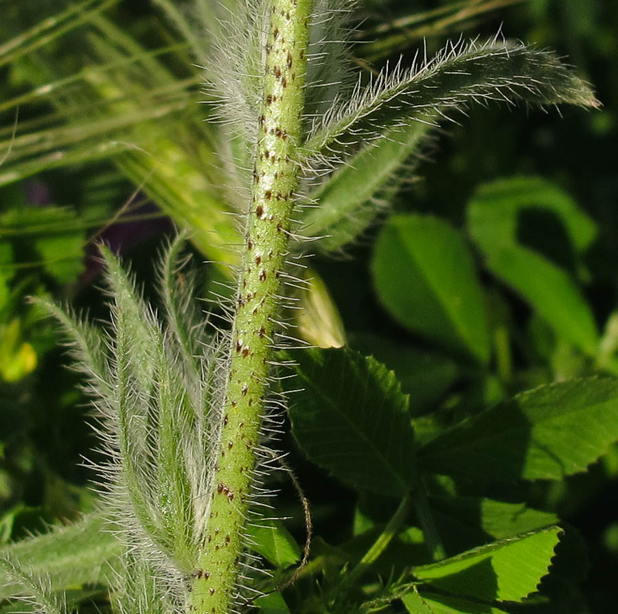 Image of Echium judaeum specimen.