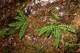 Woodsia heterophylla