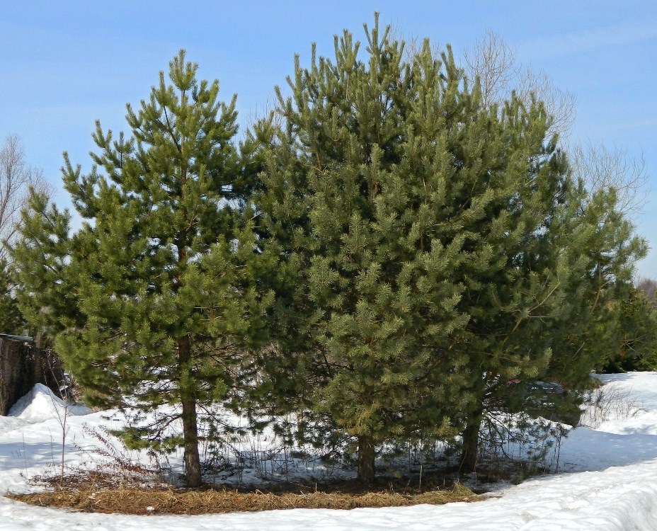 Image of Pinus sylvestris specimen.