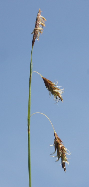 Image of Carex limosa specimen.