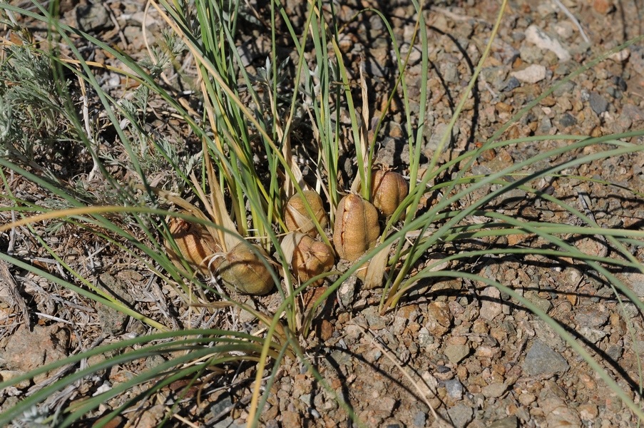 Image of Iris tenuifolia specimen.