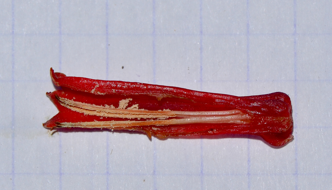 Image of Hamelia patens specimen.