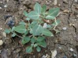 Chenopodium vulvaria