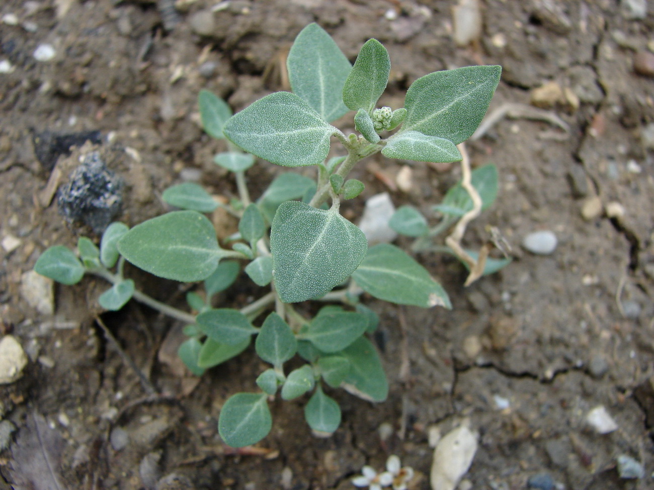 Image of Chenopodium vulvaria specimen.