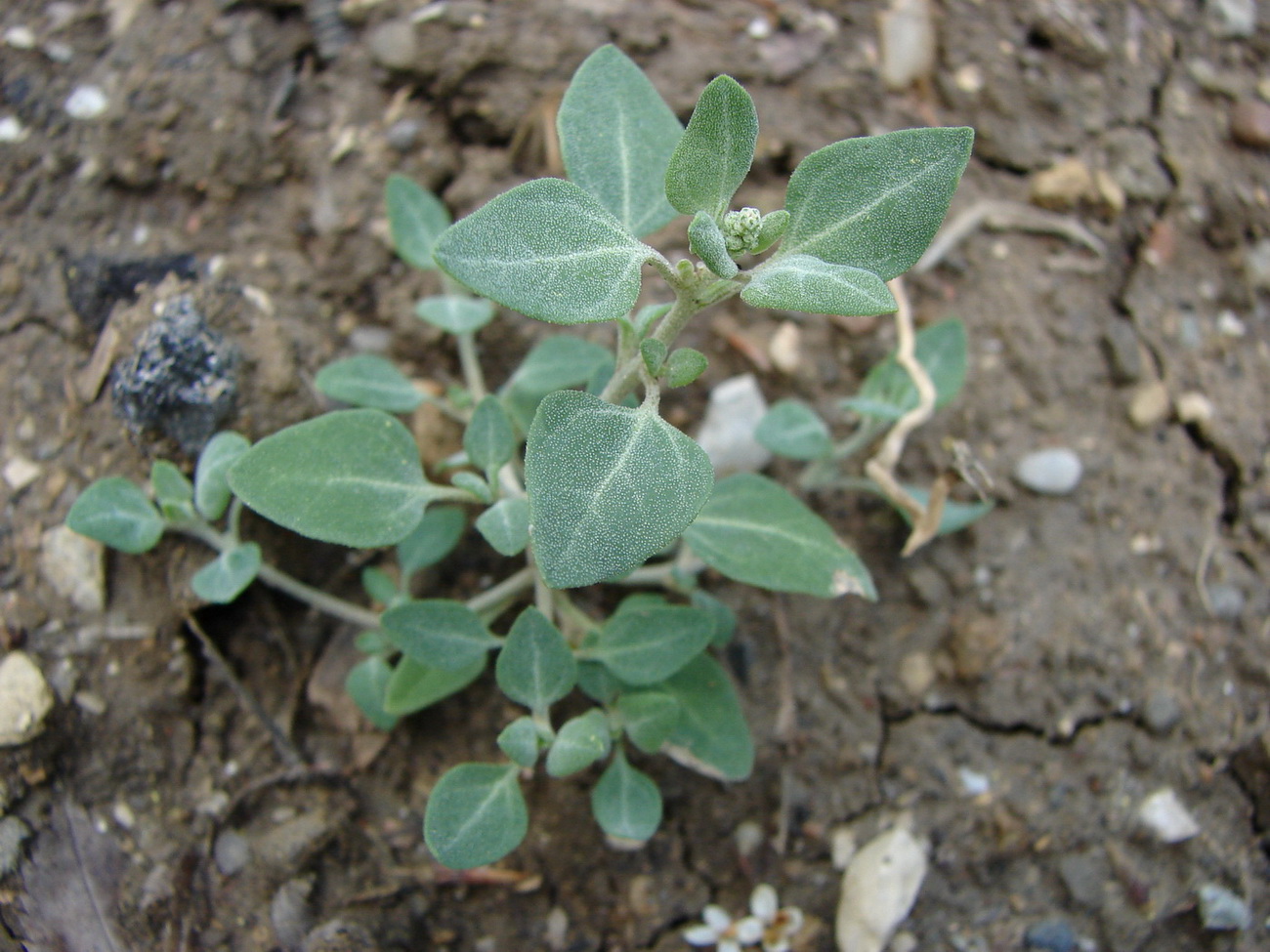 Изображение особи Chenopodium vulvaria.