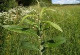 Salix gmelinii. Молодой побег. Московская обл., Лотошинский р-н, окр. дер. Савостино. 11.06.2013.