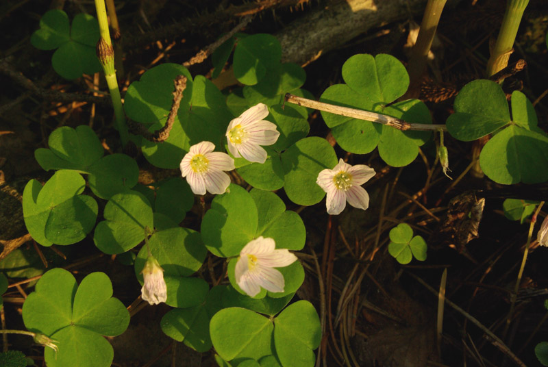 Изображение особи Oxalis acetosella.