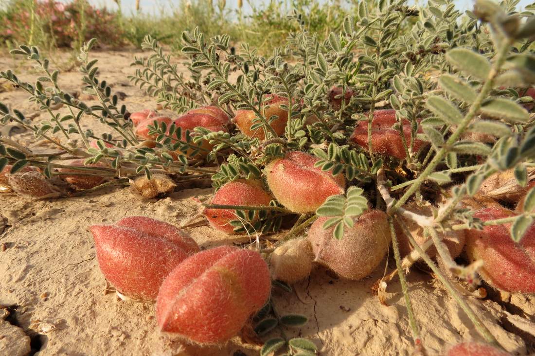 Image of Astragalus sumneviczii specimen.