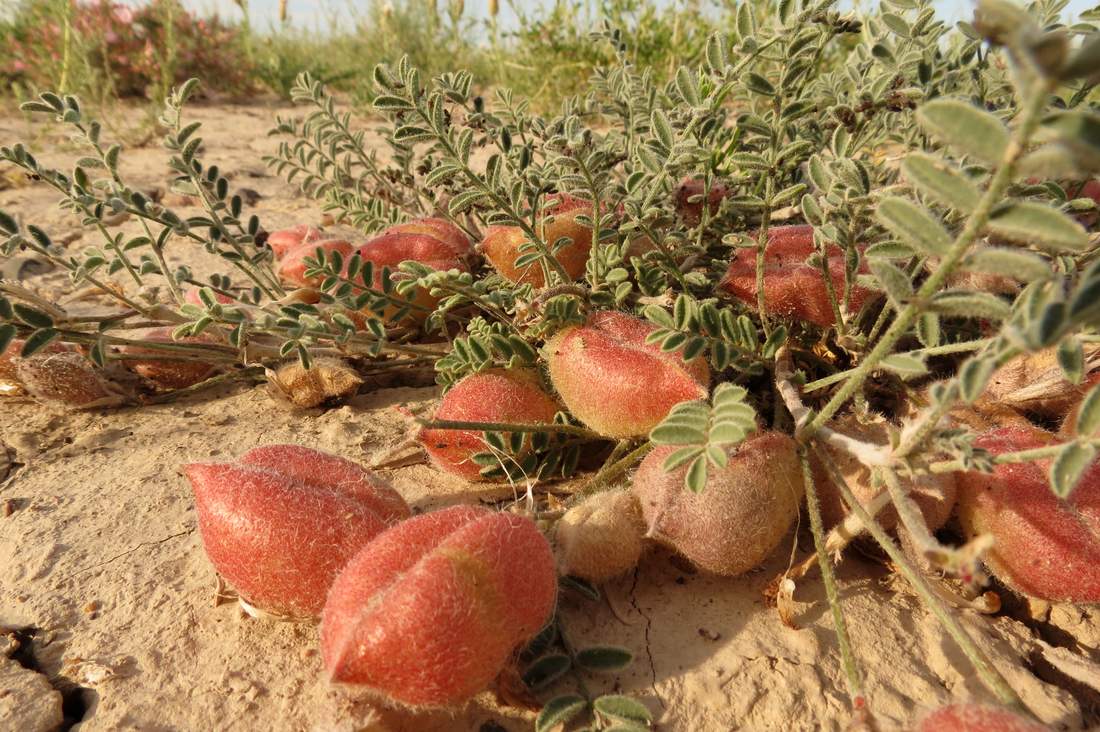 Изображение особи Astragalus pallasii.