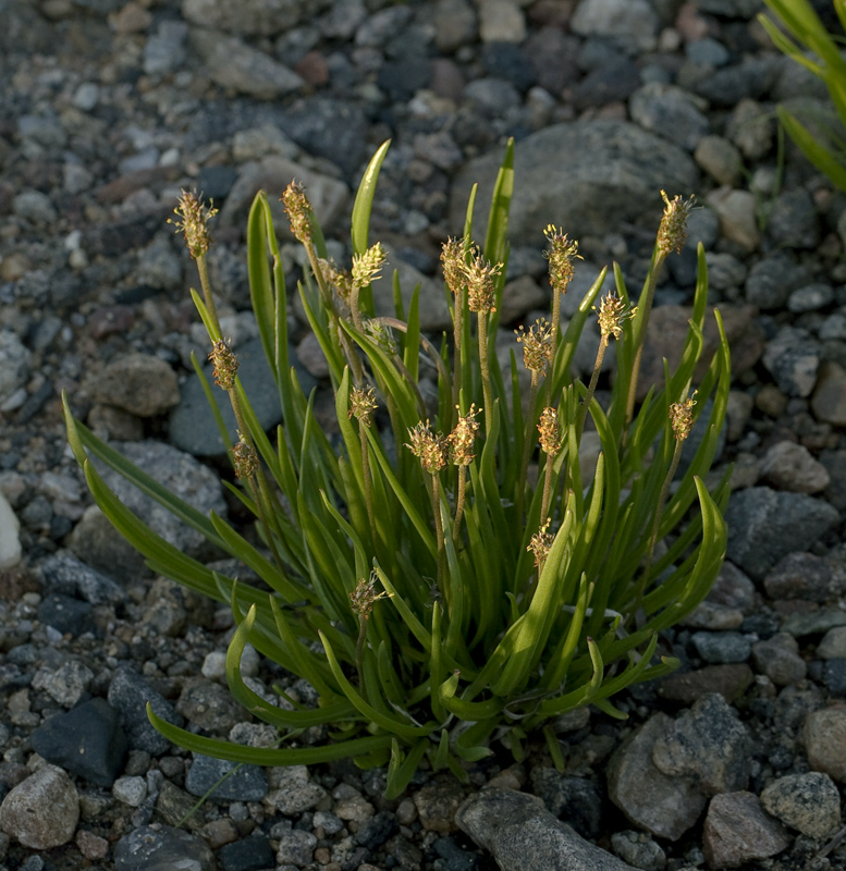 Изображение особи Plantago maritima ssp. subpolaris.