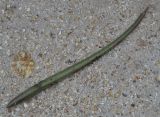 Rhizophora mucronata