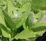 Asclepias syriaca