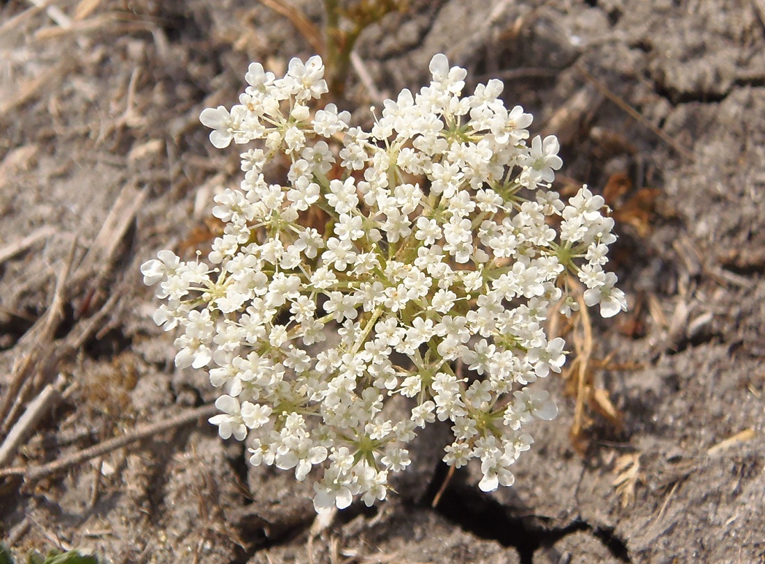 Изображение особи семейство Apiaceae.